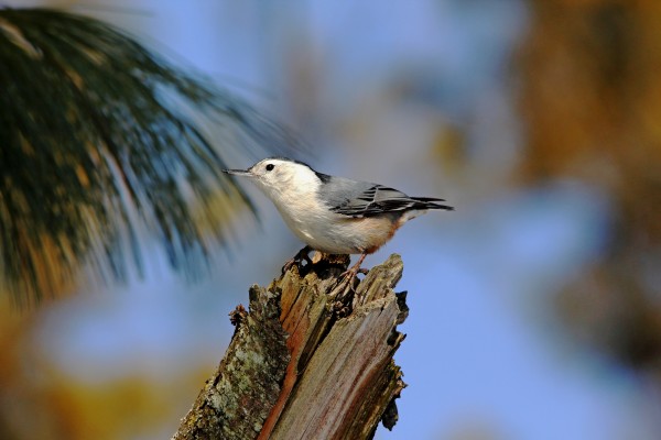 Just Looking Around by Deb Oppermann